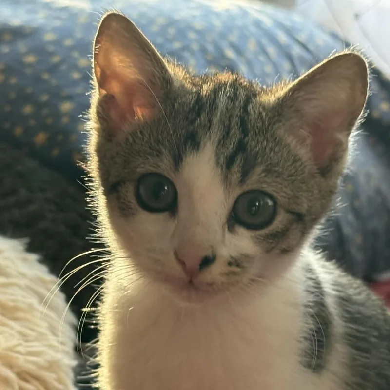 A baby small-sized female Brown / Chocolate Domestic Short Hair cat named Smudge for adoption in Lyndhurst, VA