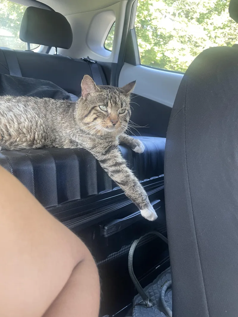 An adult medium-sized male Tabby (Brown / Chocolate) Domestic Short Hair cat named Ceaser for adoption in Warminster, PA