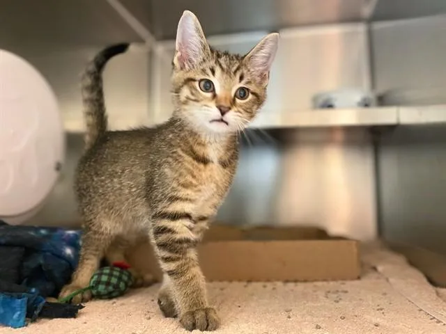 A baby small-sized male Domestic Short Hair cat named Foo Foo Cuddly Poops for adoption in Fort Wayne, IN