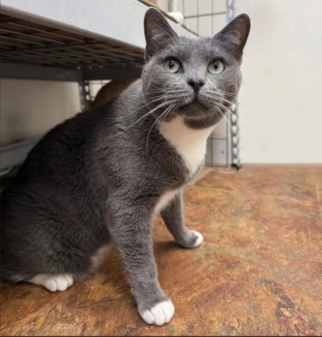 An adult large-sized female Gray & White Domestic Short Hair cat named Momma Wobbles for adoption in Hudson, NH