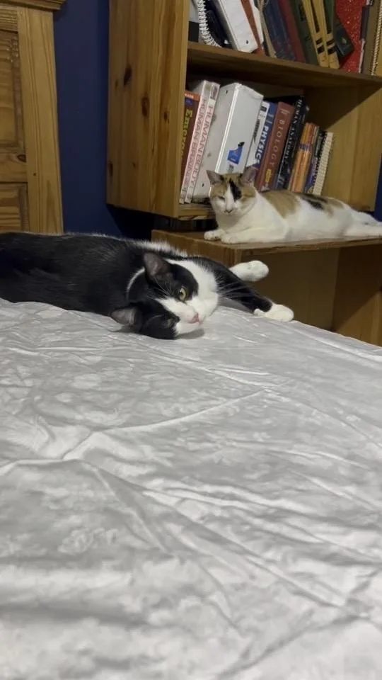 A young medium-sized female Black & White / Tuxedo Domestic Short Hair cat named Adele for adoption in Syosset, NY