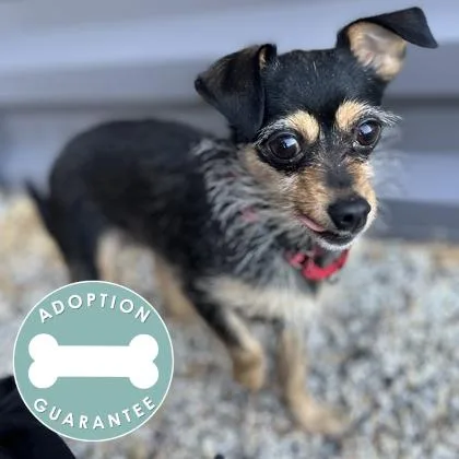 A young small-sized female Mixed Breed dog named Buttercup for adoption in Janesville, WI