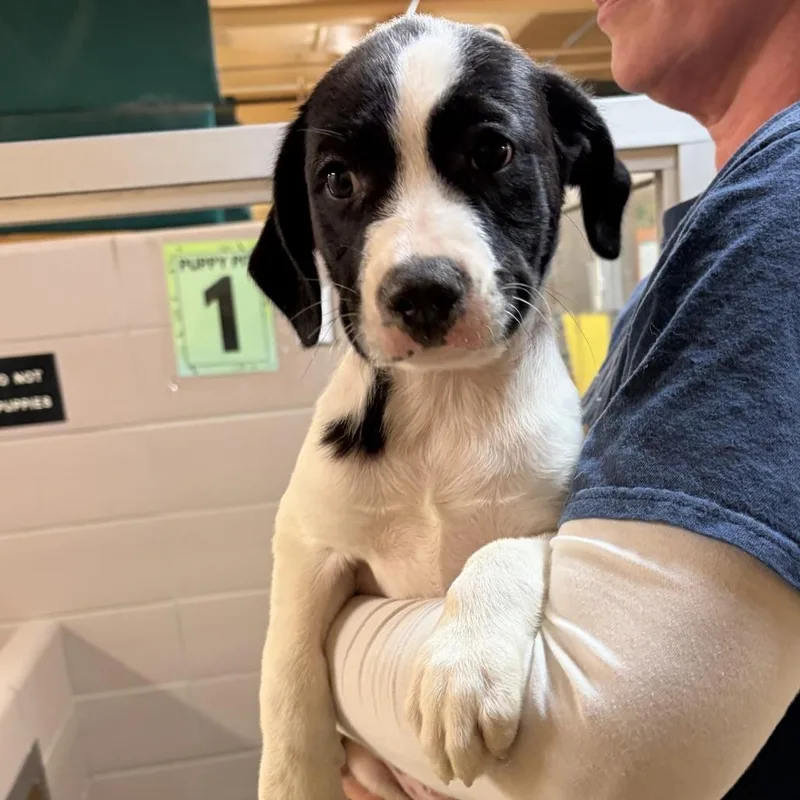 A baby small-sized female Black Mixed Breed dog named Nicole for adoption in Waukesha, WI