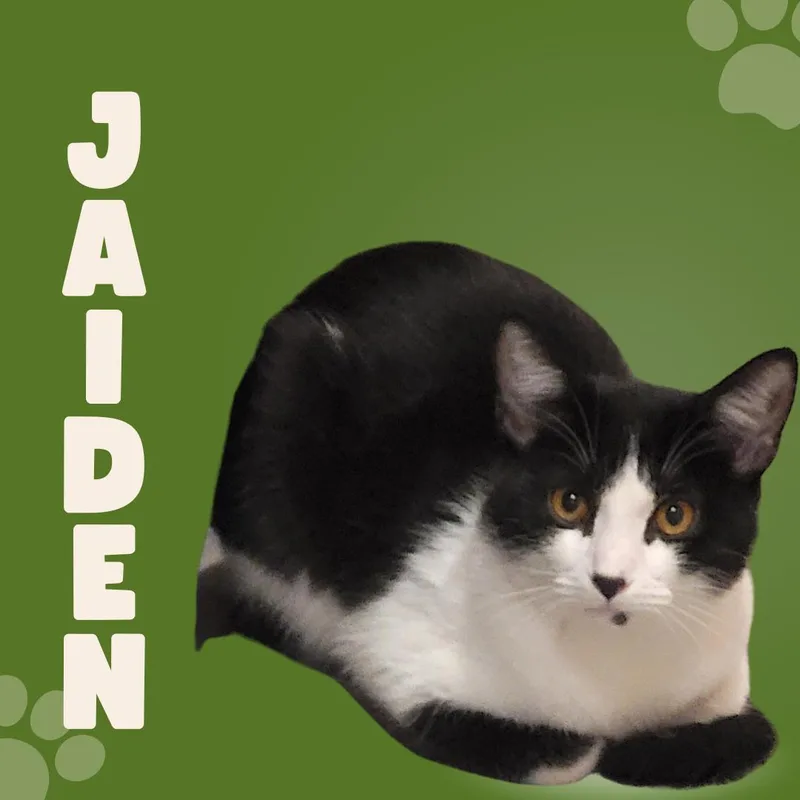 A baby small-sized female Domestic Short Hair cat named Jaiden for adoption in Tucson, AZ