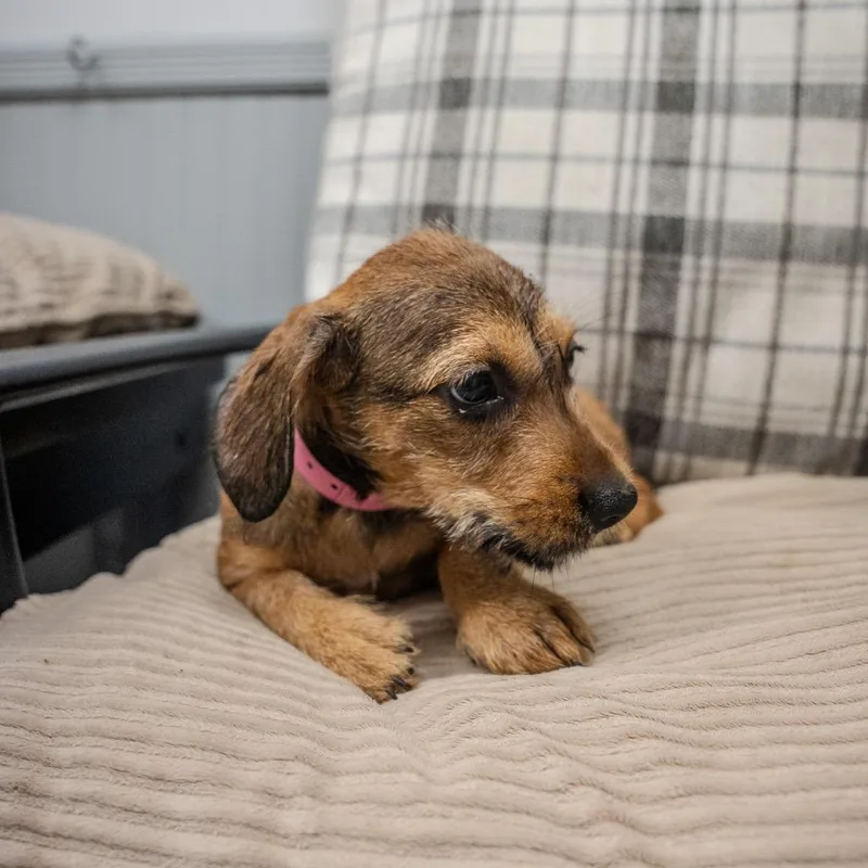 A baby small-sized female Brown / Chocolate Wirehaired Dachshund dog named Mira for adoption in Pawling, NY