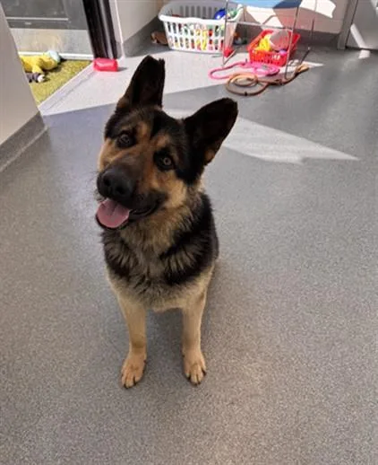 A young large-sized male German Shepherd Dog dog named Ghost for adoption in Toledo, OH