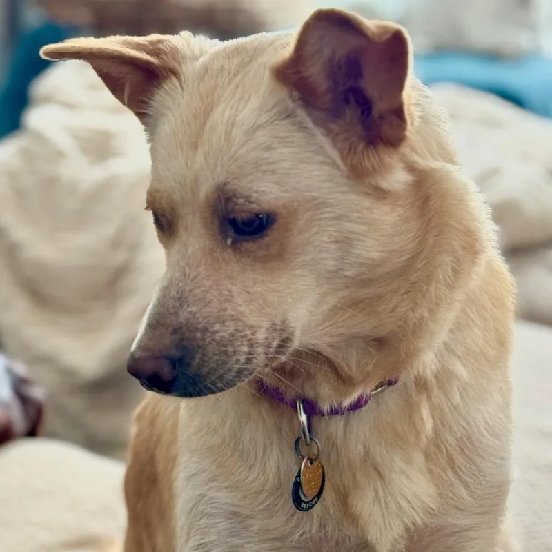 Sipala D thumbnail 2