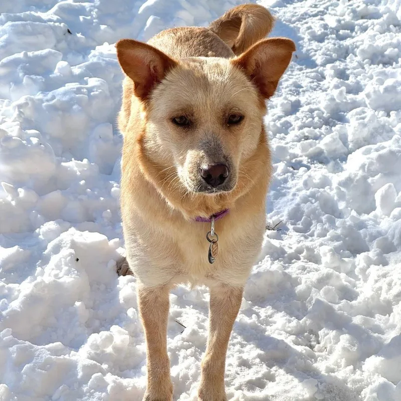 Sipala D thumbnail 3