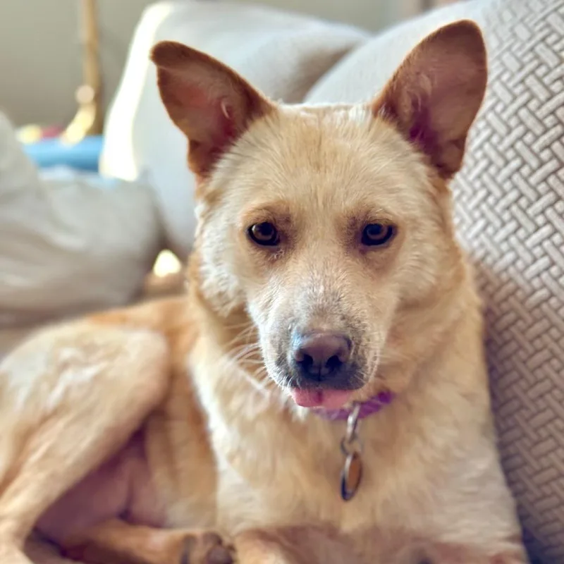 Sipala D thumbnail 4