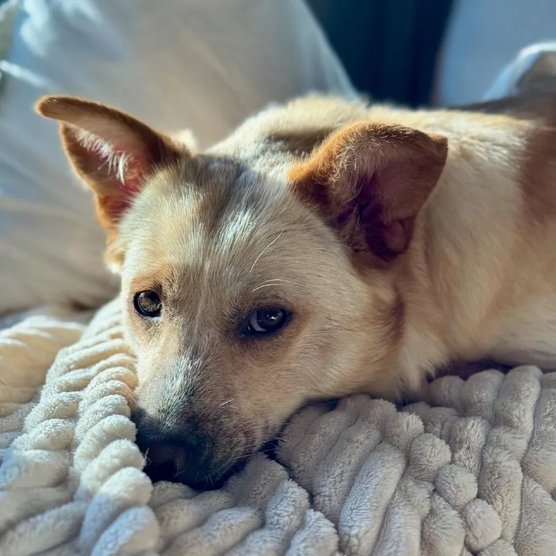 Sipala D thumbnail 5