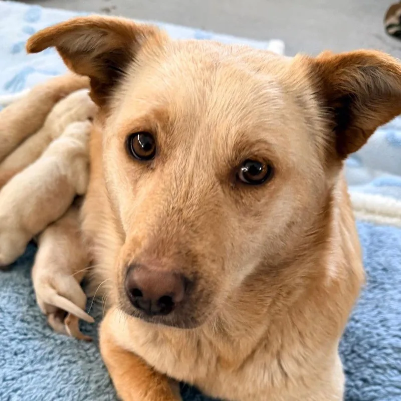 Sipala D thumbnail 6