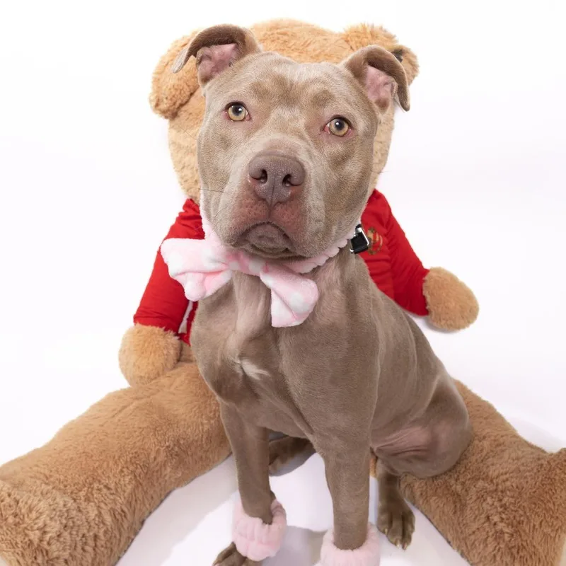 Nightingale thumbnail 2