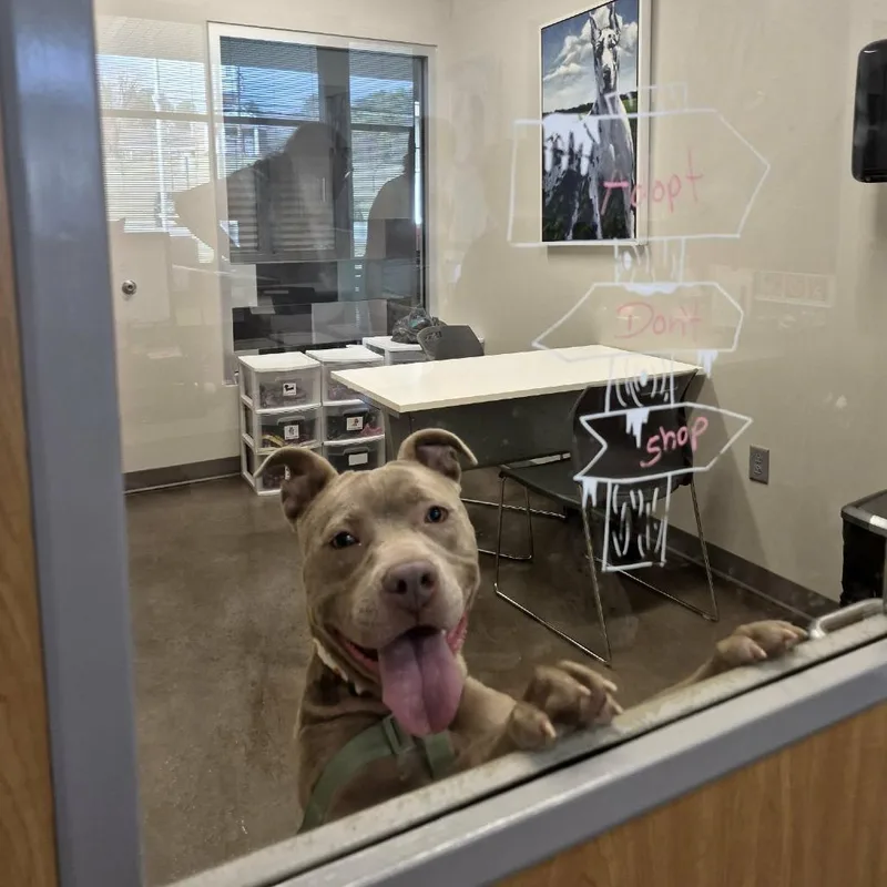 Nightingale thumbnail 3