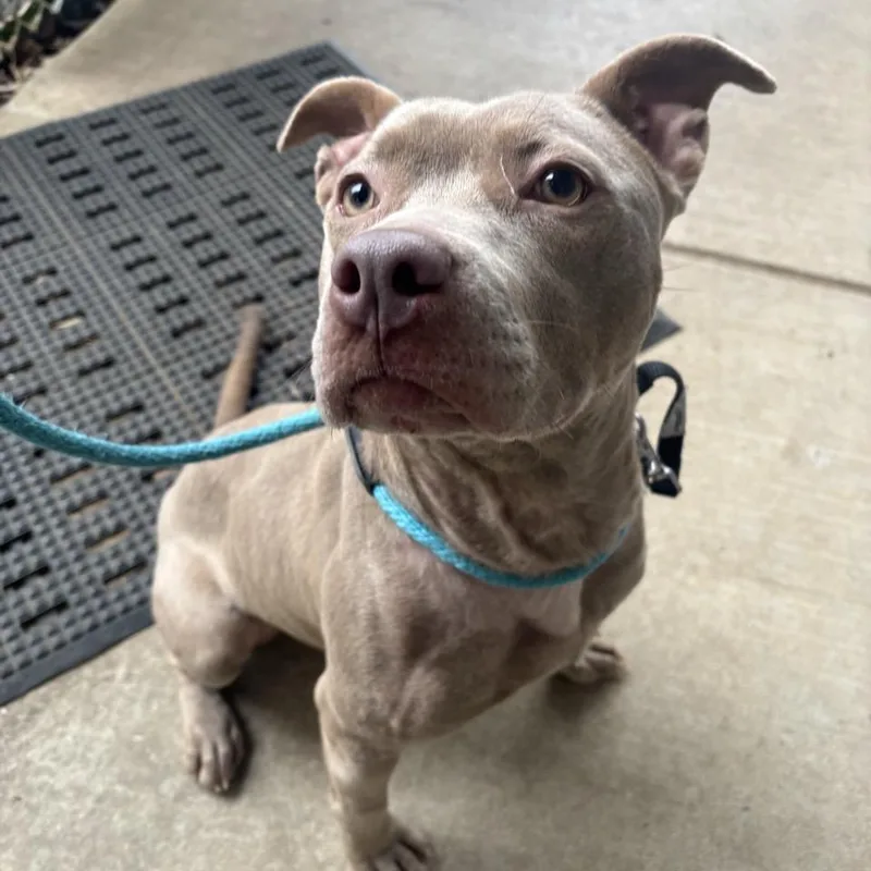 Nightingale thumbnail 4