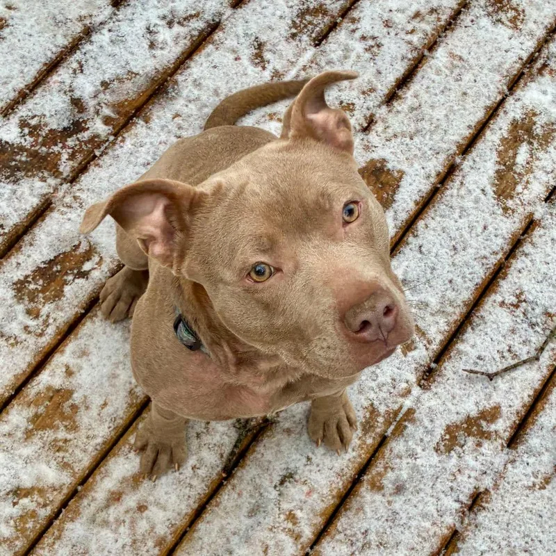 Nightingale thumbnail 5