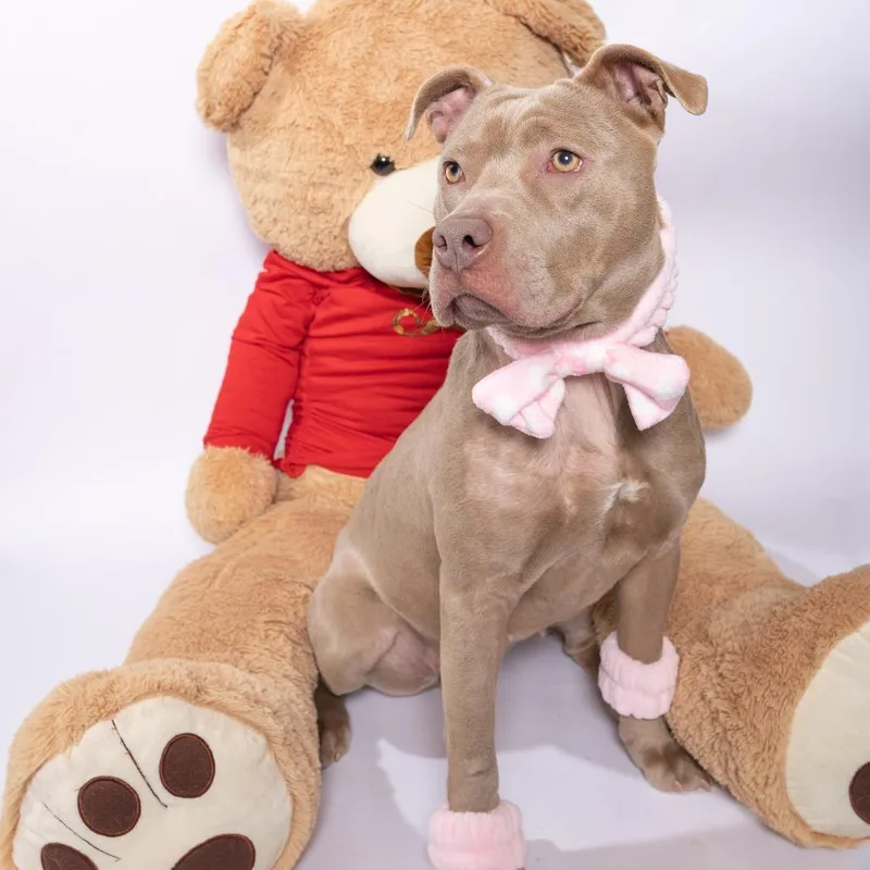 Nightingale thumbnail 6