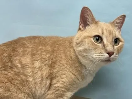 An adult small-sized male Domestic Short Hair cat named Bru Bru for adoption in Woodbury, MN