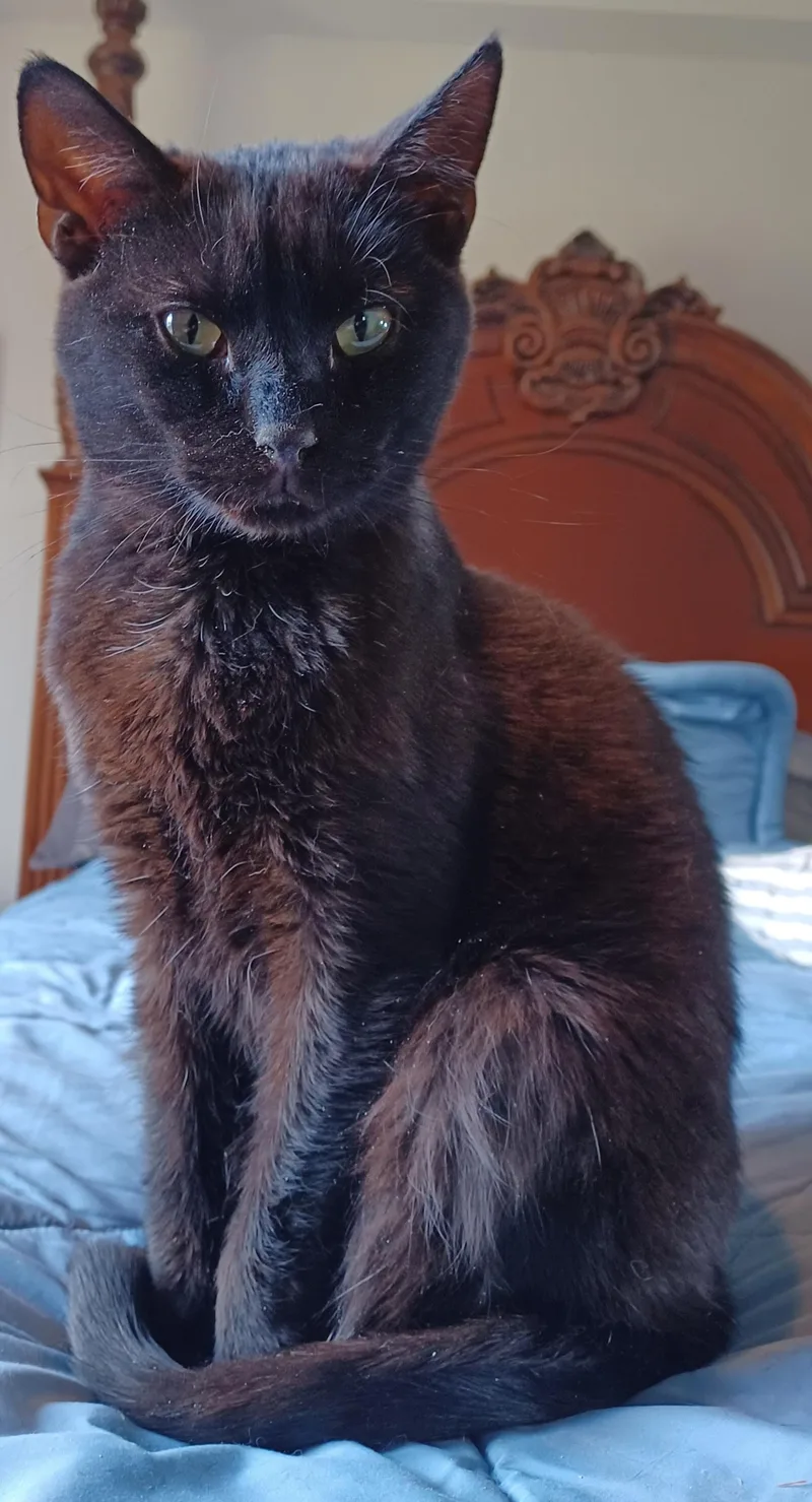 A young small-sized male Black Domestic Short Hair cat named Fudge for adoption in Lemoyne, PA