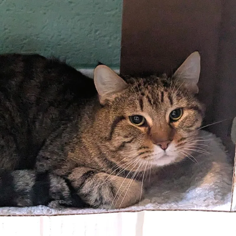 Boston Rob thumbnail 2