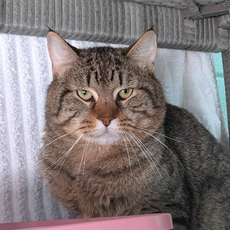 Boston Rob thumbnail 3