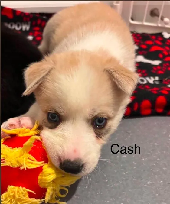 A baby medium-sized male Mixed Breed dog named Cash for adoption in Eutawville, SC