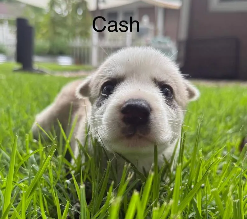 Cash thumbnail 3