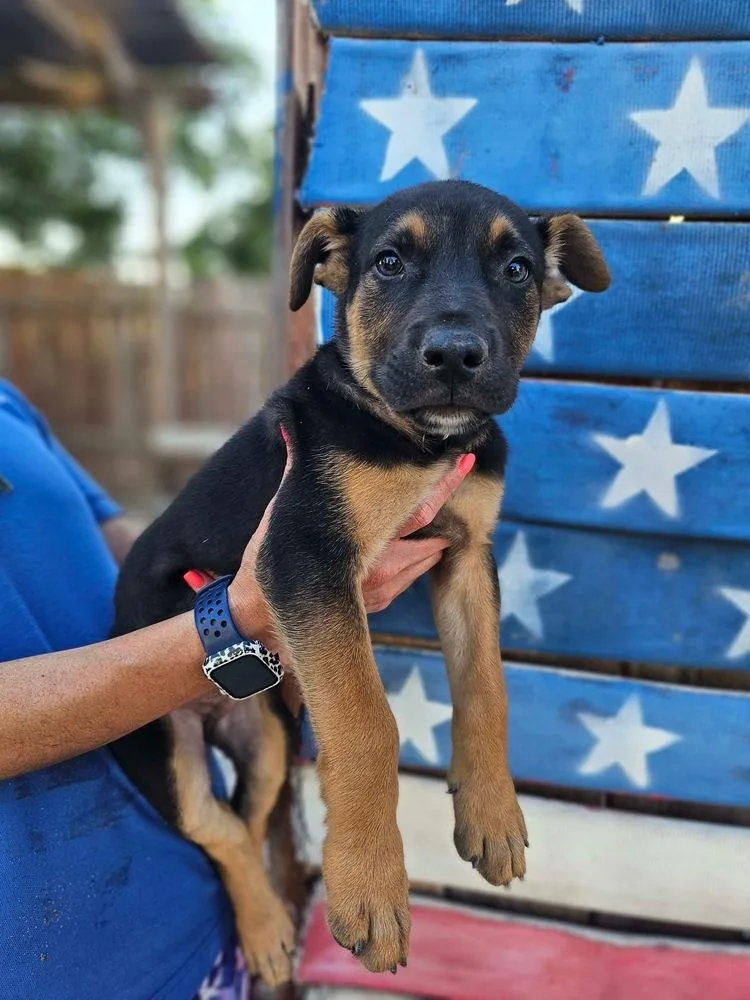 A baby large-sized male Brown / Chocolate German Shepherd Dog dog named Oscar for adoption in Pleasant Hill, CA
