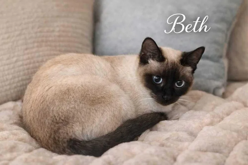 An adult small-sized female Domestic Short Hair cat named Beth for adoption in Hudson, NH