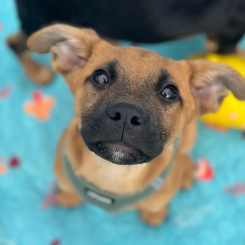 A baby medium-sized male Brown / Chocolate Black Mouth Cur dog named Max for adoption in Richmond, VA