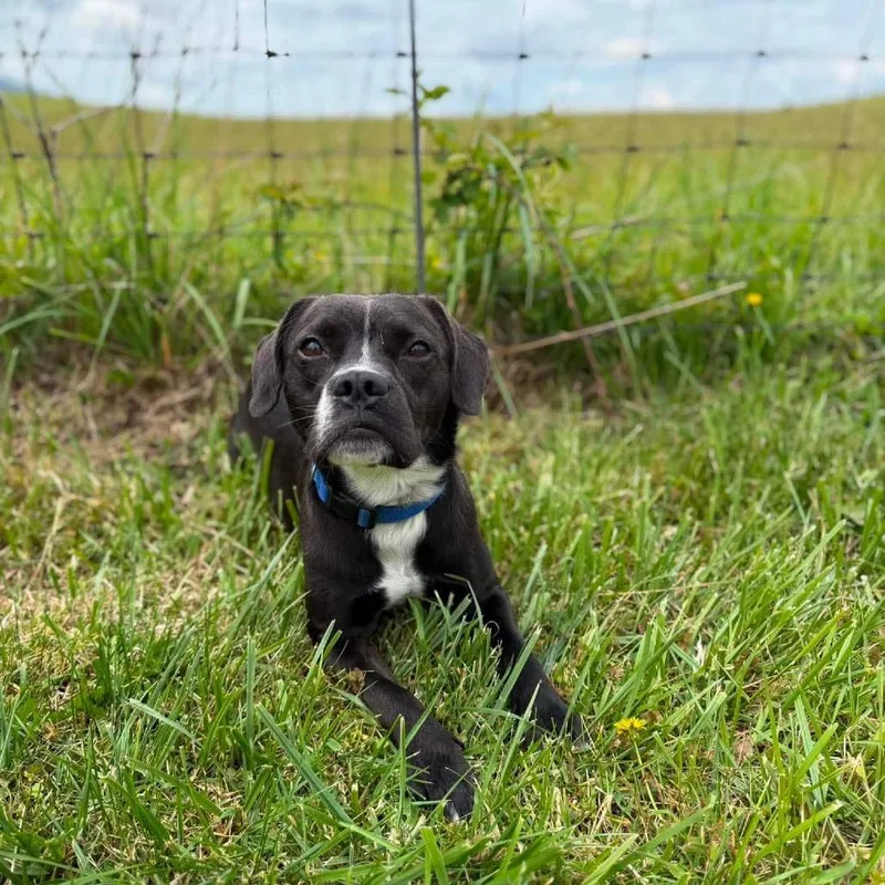 A young medium-sized male Black Boston Terrier dog named Blaze for adoption in Alexandria, VA