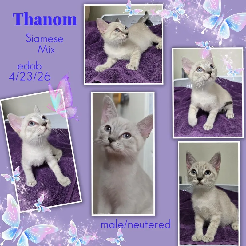 Thanom ORT thumbnail 3