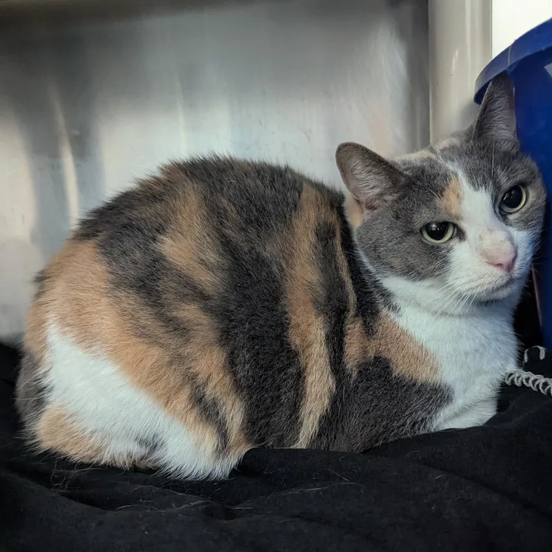 A senior large-sized female Domestic Short Hair cat named Kazlee for adoption in Evansville, IN