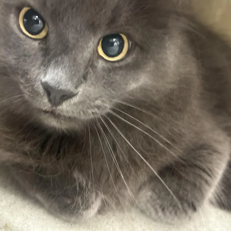 An adult small-sized male Gray / Blue / Silver Domestic Long Hair cat named Stitch for adoption in Philadelphia, PA