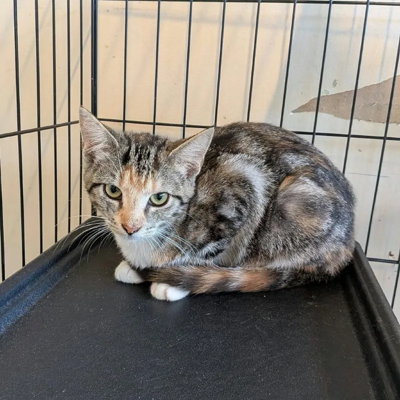 A baby small-sized female Calico Domestic Short Hair cat named Marble for adoption in Huntington, WV