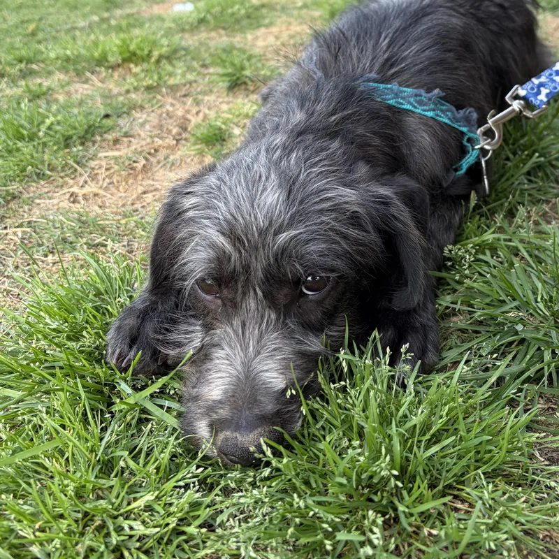 A baby medium-sized male Black Mixed Breed dog named Eastwood for adoption in Rossville, TN