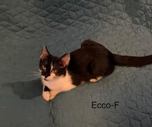 A baby small-sized female Domestic Short Hair cat named Ecco for adoption in Lunenburg, MA