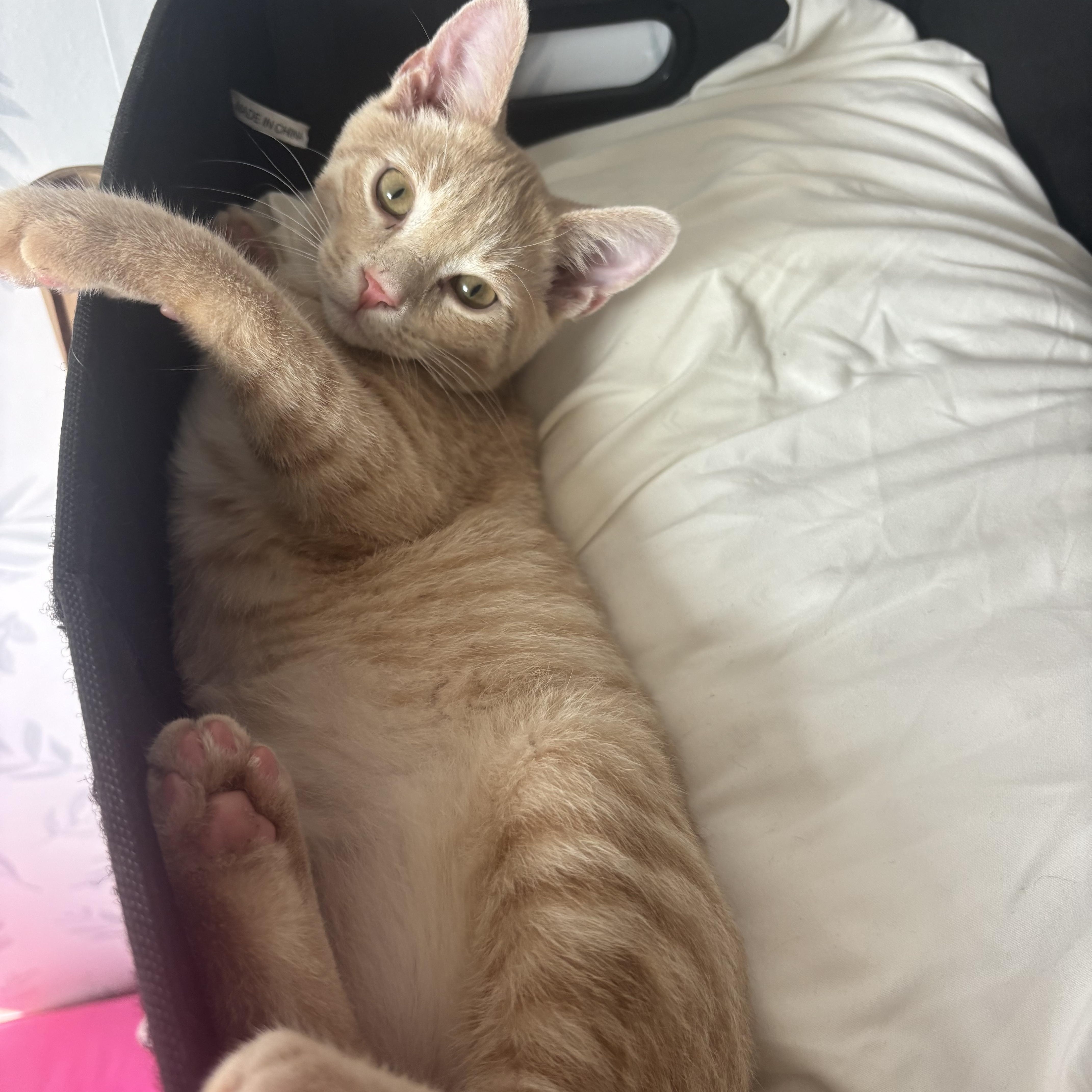 A baby medium-sized female Buff / Tan / Fawn Domestic Short Hair cat named Penelope  Blu  for adoption in Buffalo, NY