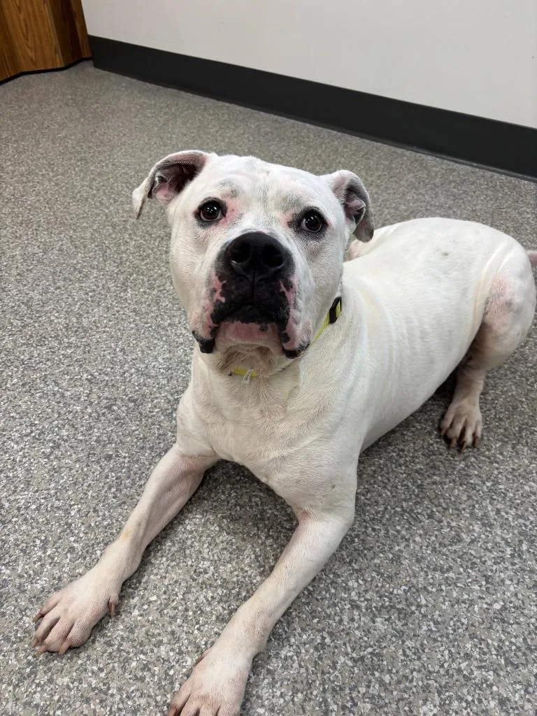 An adult medium-sized male American Bulldog dog named Rubble for adoption in Findlay, OH