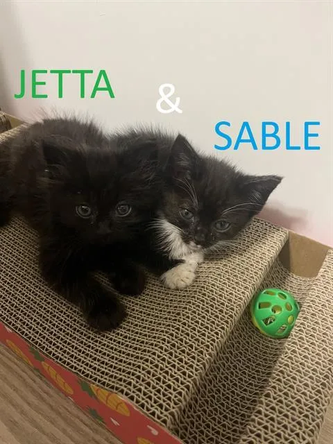 A baby small-sized female Domestic Medium Hair cat named Jetta for adoption in Charlotte, NC