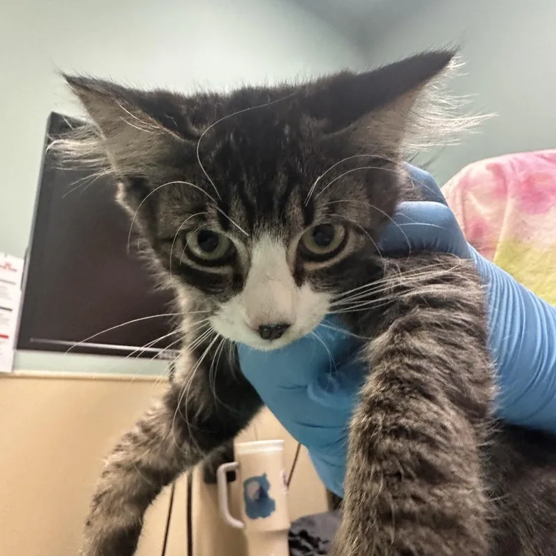 A baby medium-sized male Domestic Medium Hair cat named Cataloupe for adoption in Tacoma, WA