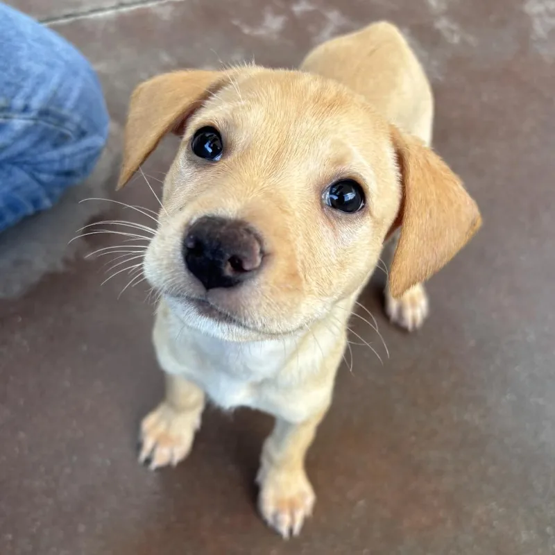 A baby small-sized male Yellow / Tan / Blond / Fawn Terrier dog named Orion for adoption in Palm Springs, CA