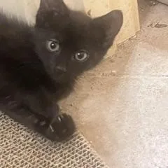 A baby medium-sized male Black Domestic Short Hair cat named Kyler for adoption in Waxhaw, NC