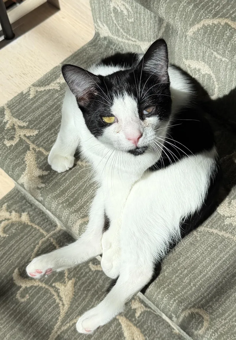 Magpiecuddle Muffin thumbnail 2