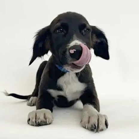 A baby small-sized male Black Labrador Retriever dog named Treat for adoption in Saint Louis, MO