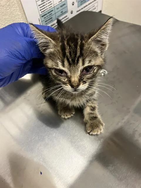 A baby small-sized male Domestic Short Hair cat named Marcus for adoption in Long Beach, CA