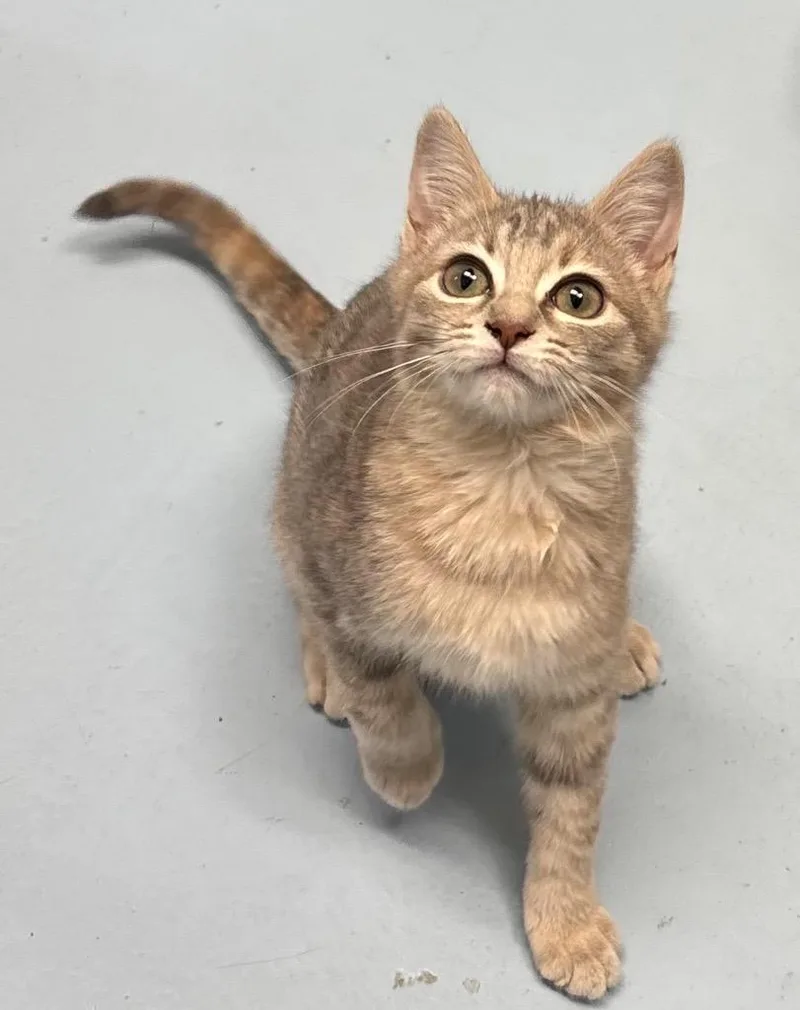 A baby medium-sized female Domestic Short Hair cat named Daisy for adoption in Little Rock, AR