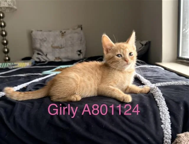 A baby small-sized female Domestic Short Hair cat named Girly for adoption in San Antonio, TX