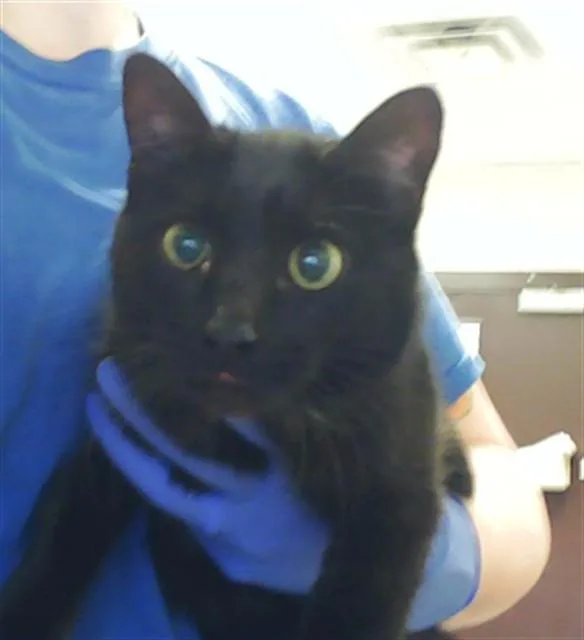 A young medium-sized female Domestic Short Hair cat named Tulip for adoption in Fayetteville, NC