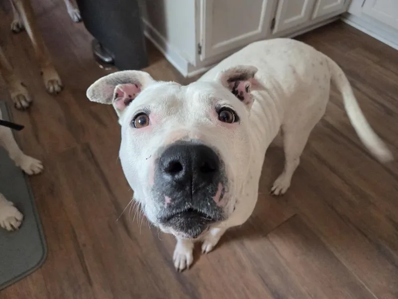 An adult large-sized female White / Cream Pit Bull Terrier dog named Pure for adoption in Louisa, VA