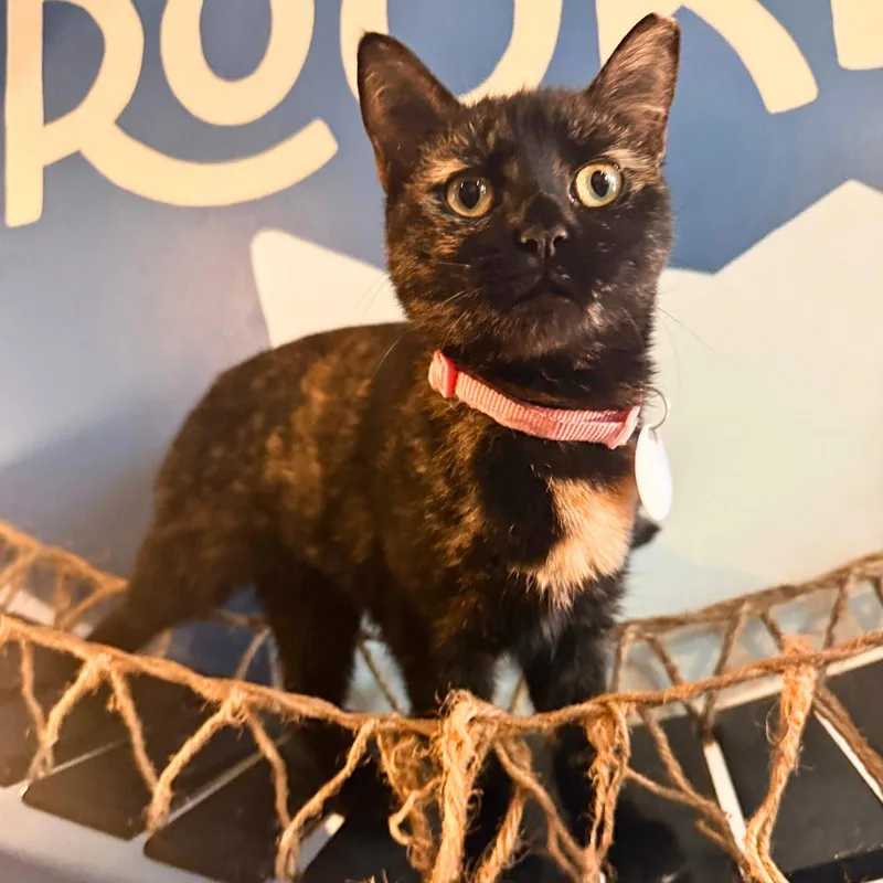 A young medium-sized female Domestic Short Hair cat named Couric for adoption in Brooklyn, NY